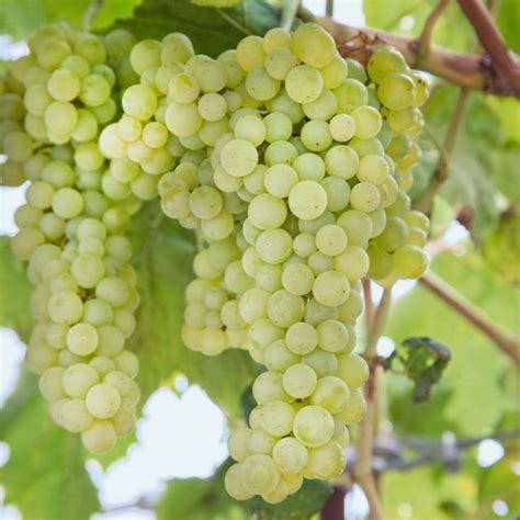 Grape Sauvignon Blanc