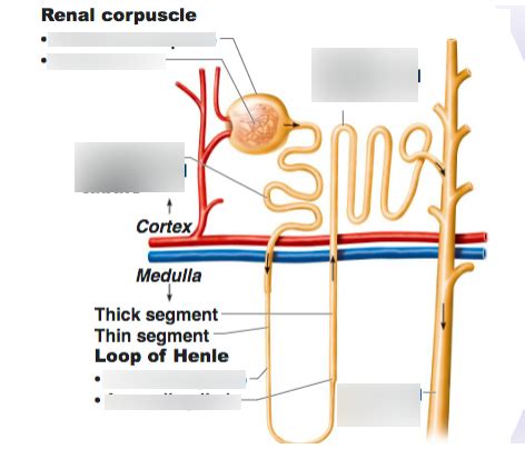 Loop Of Henle Labeled