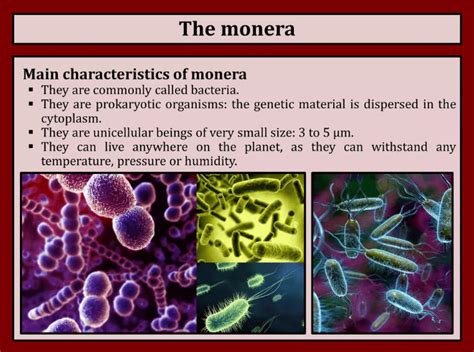 Kingdom Monera Examples, Characteristics, Definition, and Diagram