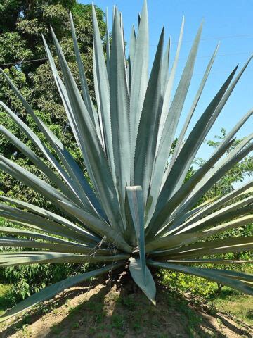 Lg. True Blue Tequila Agave Plant, Weber Azul (agave tequilana) – Urban Tropicals