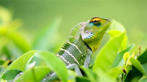 Green Chameleon Lizard On Leaves In Green Background 4K HD Lizard ...