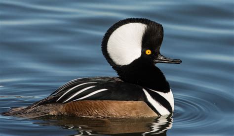 Hooded Merganser (Male)