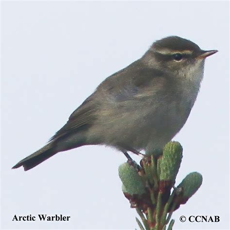 Arctic Warbler - North American Birds - Birds of North America