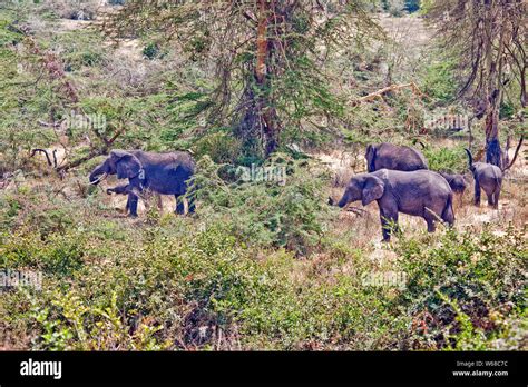 Elephants watering hole serengeti tanzania hi-res stock photography and images - Alamy