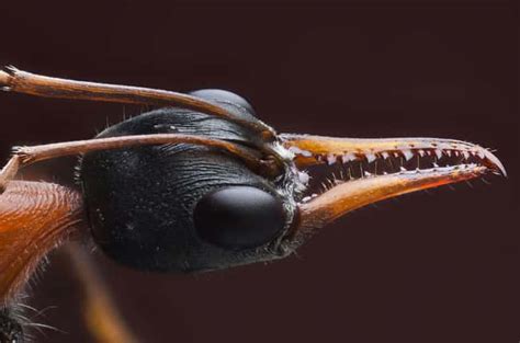 13 Creatures With The Most Horrifying Mandibles