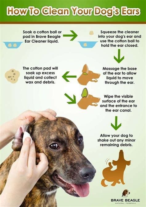 Beautiful Dog Ear Wash Diy Tips | Dog ear cleaner, Ear cleaning, Dog ear