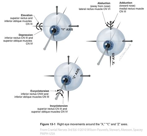 Cranial Nerves 3rd Edition: Eye Movements