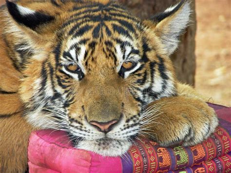 Nice Kitty! Tiger Resting on Cushion. Stock Image - Image of large ...