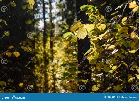 Autumn Gold Colored Leaves in Bright Sunlight Stock Photo - Image of ...