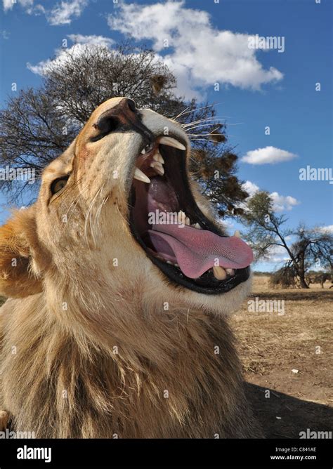 African lion cubs Stock Photo - Alamy