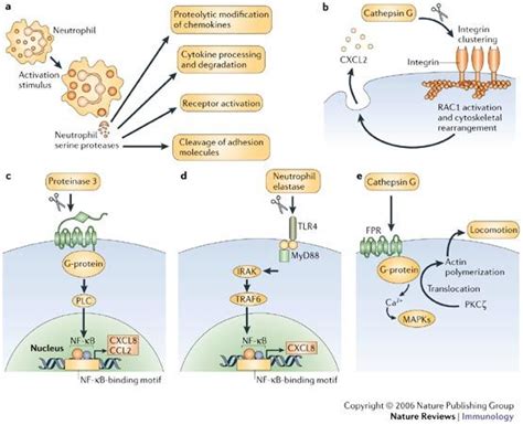 Protease Function : The world of proteases diversity and function-glitsoe ... : Another option ...