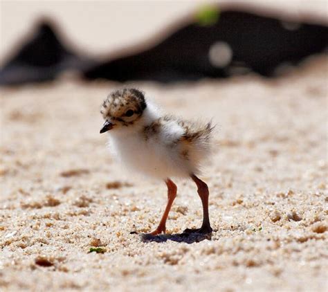 Plovers go all out to protect young | St George & Sutherland Shire Leader | St George, NSW