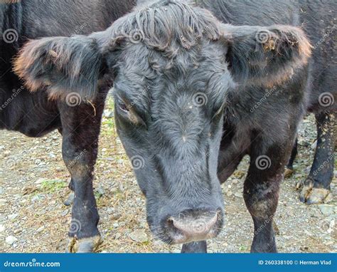 Black Angus Cow at the Farm Stock Photo - Image of fields, angus: 260338100