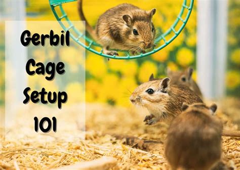 Gerbil Cage Setup - Create the Perfect Habitat for Your Gerbil - The Pet Savvy