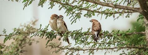 Best Monocular For Bird Watching: Get Up Close and Personal With Your ...