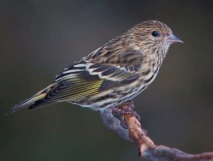 Pine Siskin, Identification, All About Birds - Cornell Lab of Ornithology