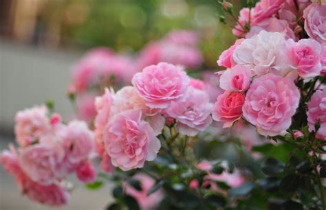 Blushing Roses: HD Nature Wallpaper