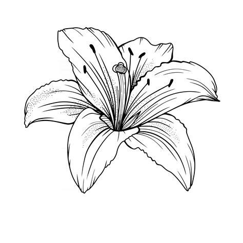 Lily Flower Outline Lilies LIne Art Line Drawing 3325128 Vector Art at ...