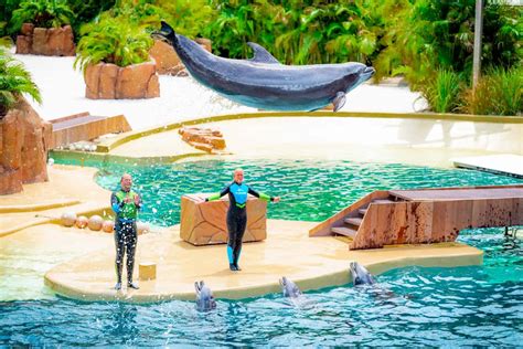 Shows and Entertainment at SeaWorld Orlando - Complete Guide | Orlando Informer