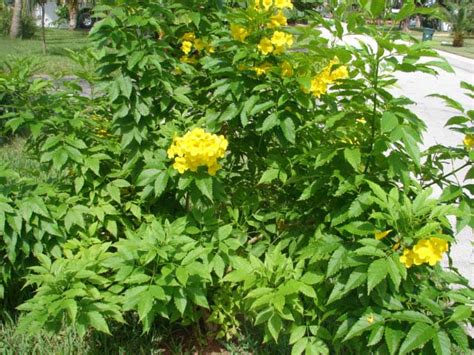 Yellow Elder, Tecoma stans