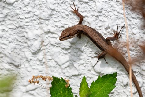 Free images of Japanese grass lizard｜Good at climbing walls.｜Orbis Pictus