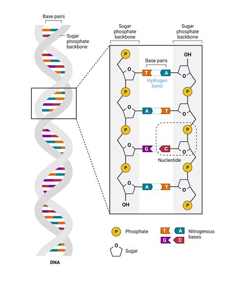 The Structure of DNA | BioRender Science Templates