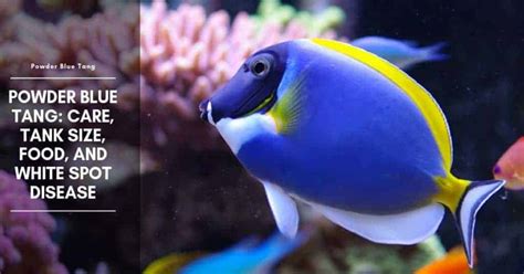 Powder Blue Tang: Care, Tank Size, Food, And White Spot Disease