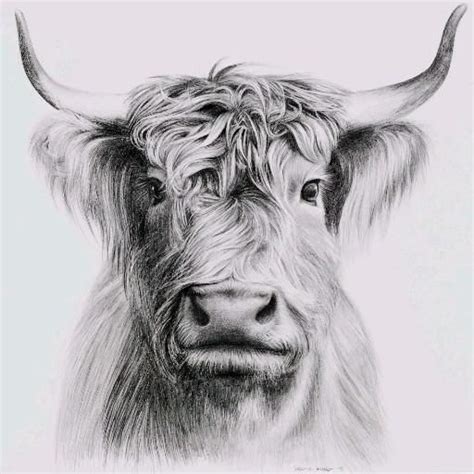 WATCH THIS: Pencil drawing of a cow [Video] | Realistic animal drawings, Realistic pencil ...