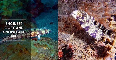 Engineer Goby and Snowflake Eel: Do They Get Along in the Same Tank?