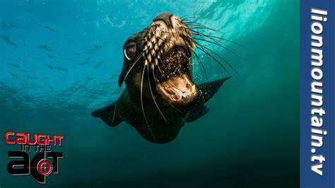 Seal sneak attack on unsuspecting Penguins. - YouTube