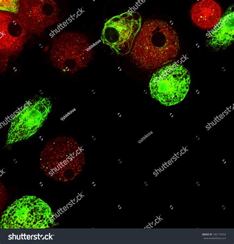 Dendritic Cells Under Fluorescent Microscope Stock Photo 182175554 : Shutterstock