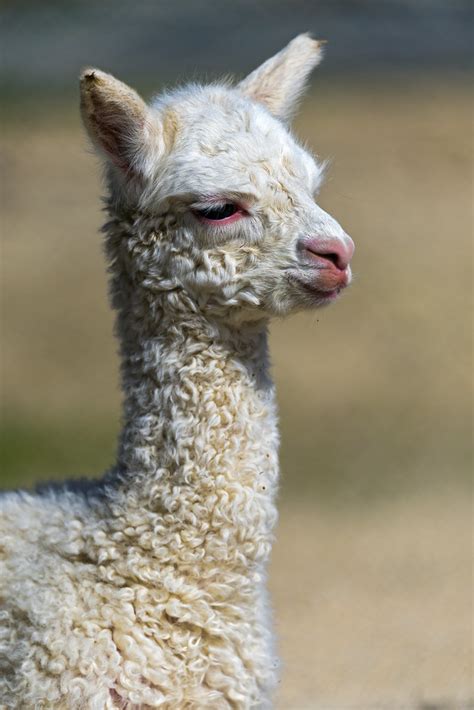 Cute Baby Llamas