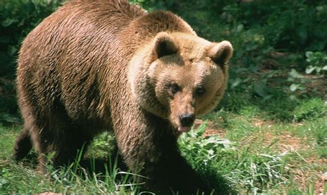 Famous French bear Balou found dead in Pyrenees | Environment | The Guardian