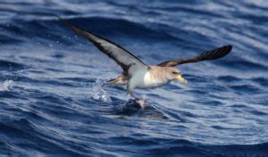 Manx Shearwater Bird - Facts, Information & Habitat