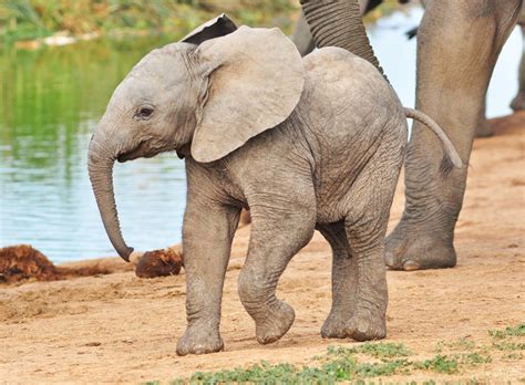 VIDEO: A Baby Elephant's First Trip to the Ocean