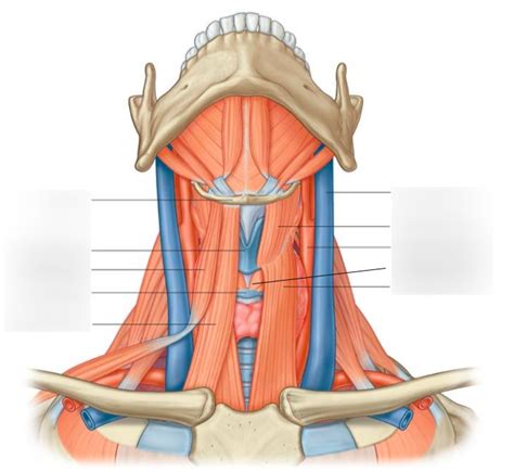 Infrahyoid "Strap" Muscles Diagram | Quizlet