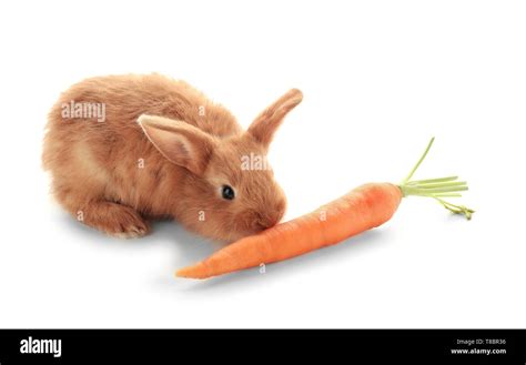 Cute fluffy bunny eating carrot on white background Stock Photo - Alamy