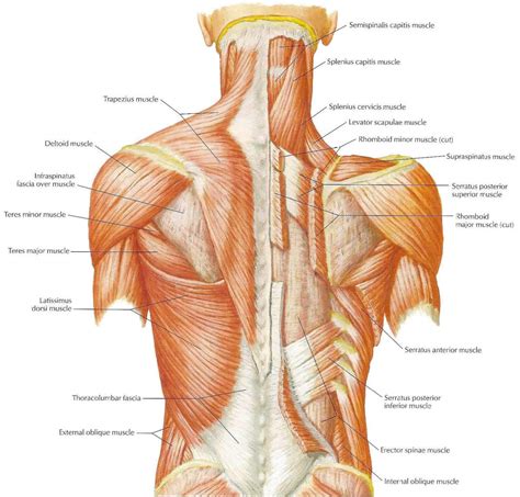 Human Anatomy and Physiology of Muscles - HubPages