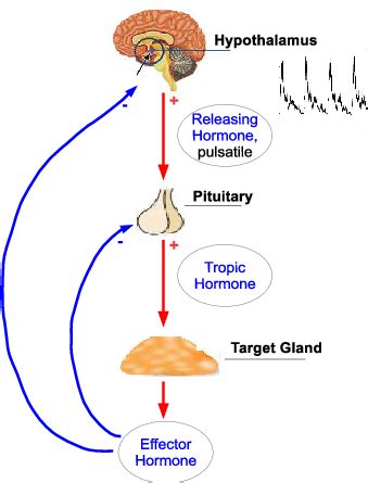 Hypothalamus Pituitary Thyroid Axis