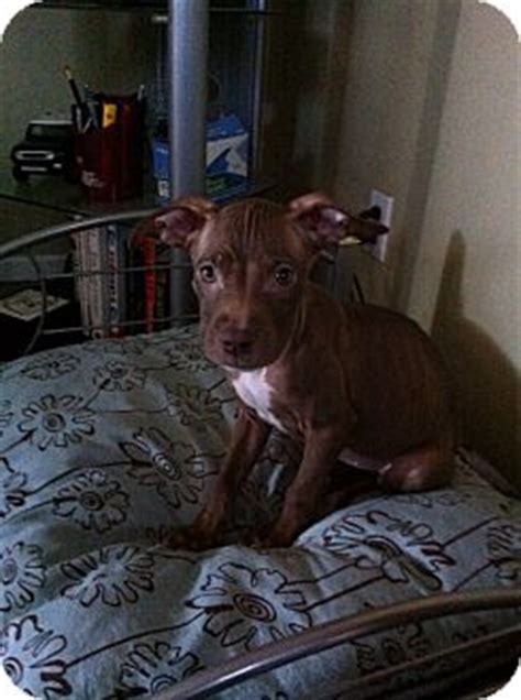 Annabelle | Adopted Puppy | Joliet, IL | Rat Terrier/Pit Bull Terrier Mix