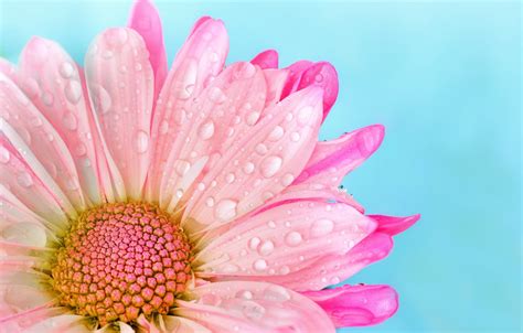 Wallpaper drops, pink, tenderness, petals, pink, flowers, drops, blue background, Daisy images ...