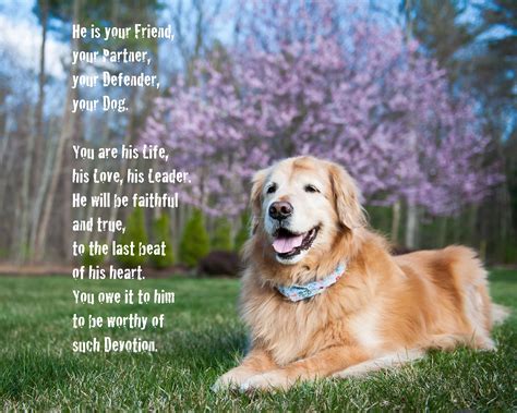 Golden Retriever Quotes - ShortQuotes.cc