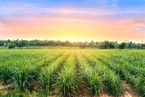 Sugarcane Field at Sunset. Sugarcane is a Grass of Poaceae Family Stock ...