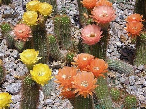 Beautiful flowers of desert, page 1 Desert Flowers, Desert Plants, Colorful Flowers, Cactus ...