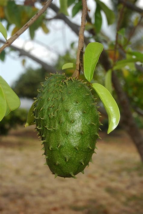 Soursop Juice - Healthier Steps