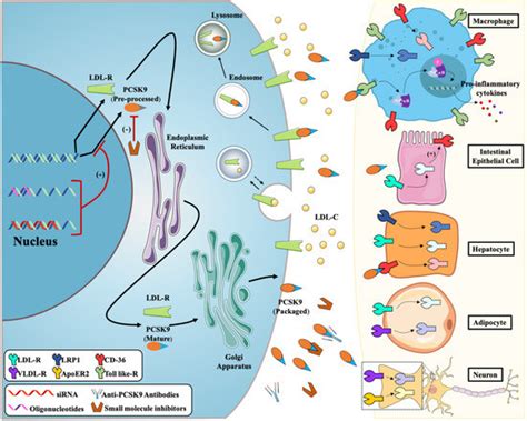 PCSK9 Inhibitor Wars: How Does Inclisiran Fit In With, 41% OFF