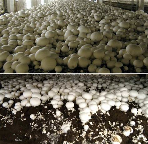 Mushroom Cultivation Income, Cost, Yield, Profits | Agri Farming