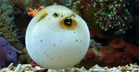 15 Types Of Freshwater (And Saltwater) Pufferfish - A-Z Animals