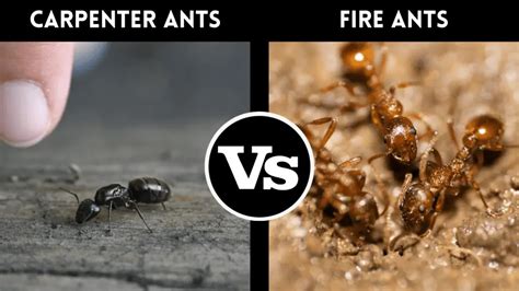 Red Ants vs. Fire Ants: How To Tell the Difference? – pestinformer.com