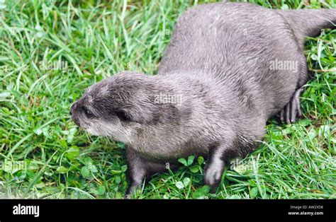 The Buckfast Butterfly Farm & Otter Sanctuary Buckfastleigh, Devon west ...